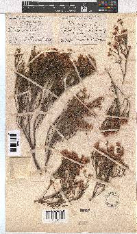 Erica articularis image