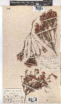 Erica articularis image