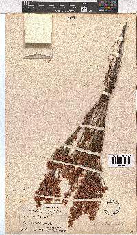 Erica articularis image