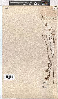 Erica articularis image