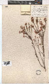 Erica articularis image