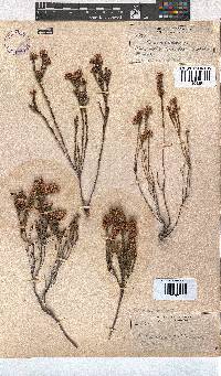 Erica articularis image