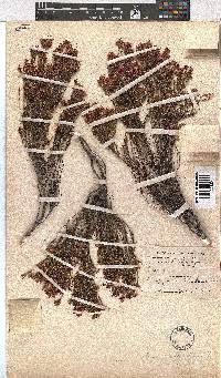 Erica articularis image