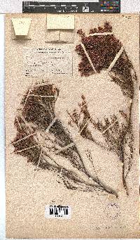 Erica articularis image