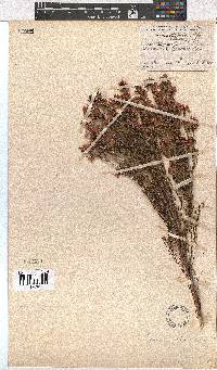 Erica articularis image