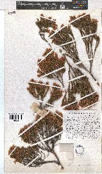 Erica articularis image