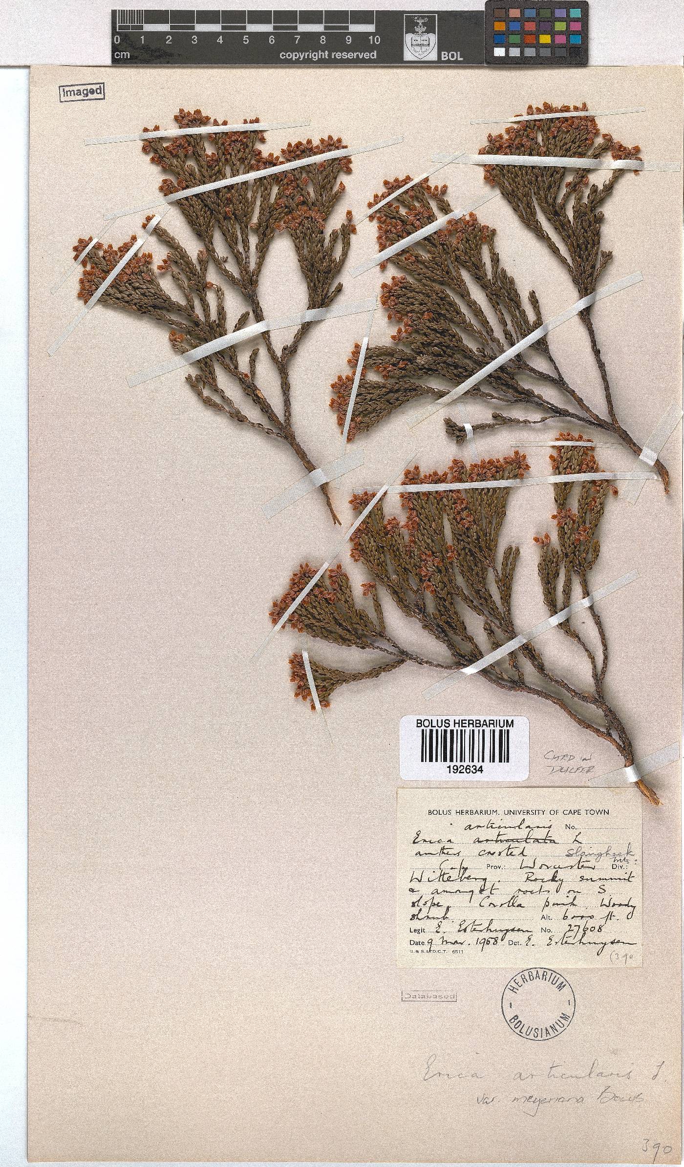 Erica articularis var. meyeriana image