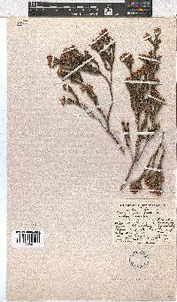 Erica articularis image