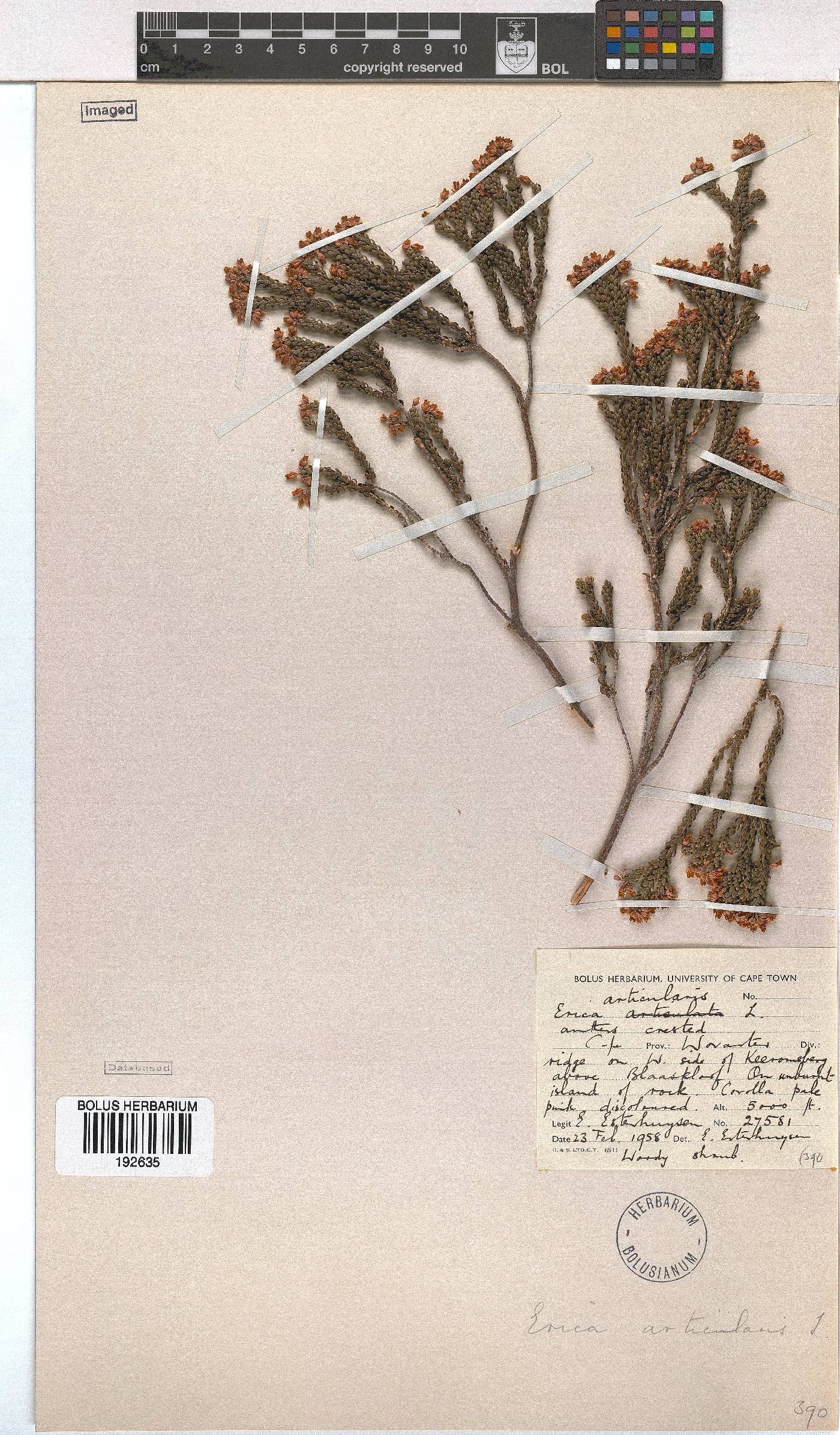 Erica articularis image