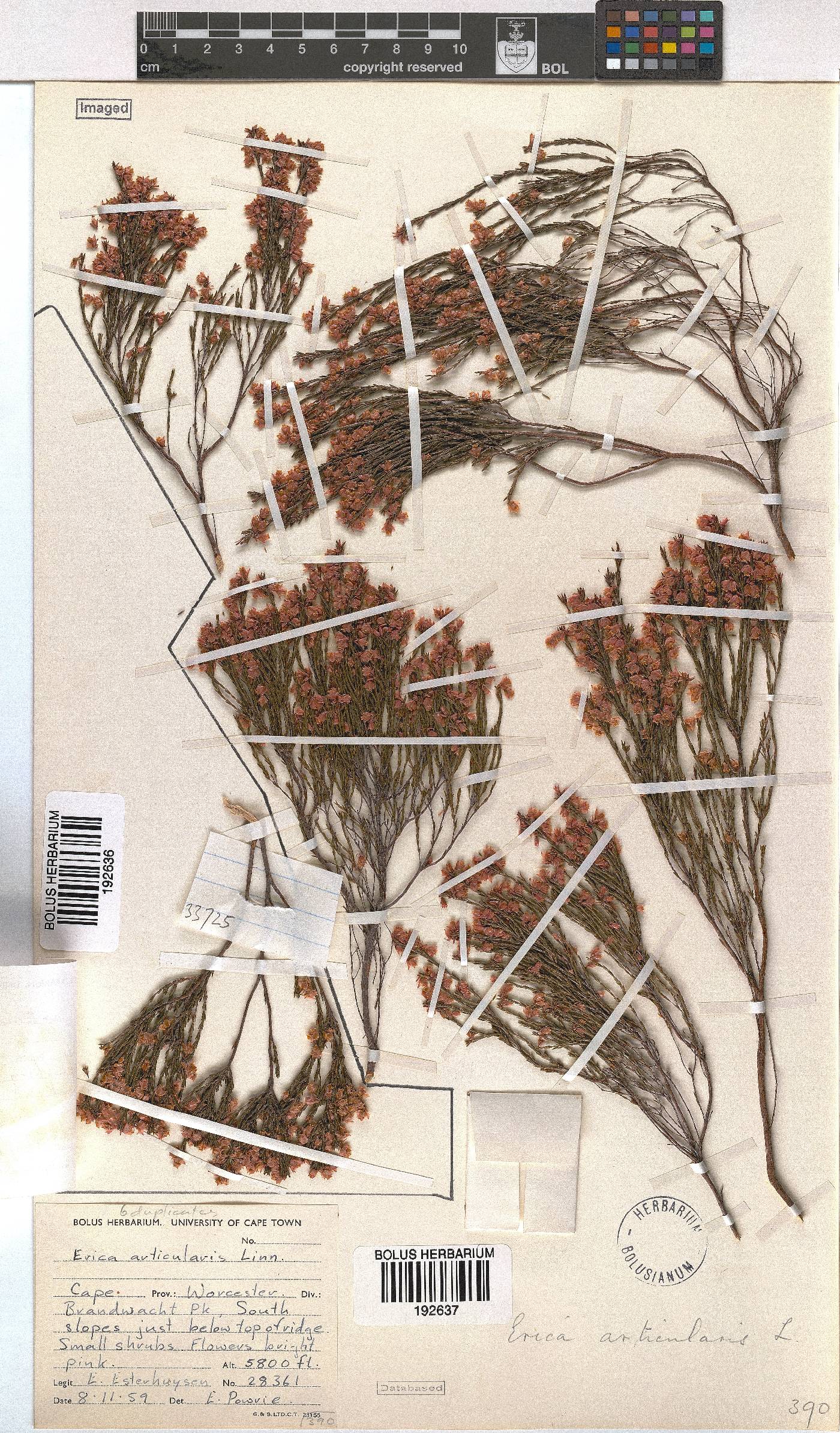 Erica articularis image