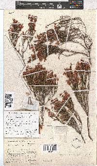 Erica articularis image