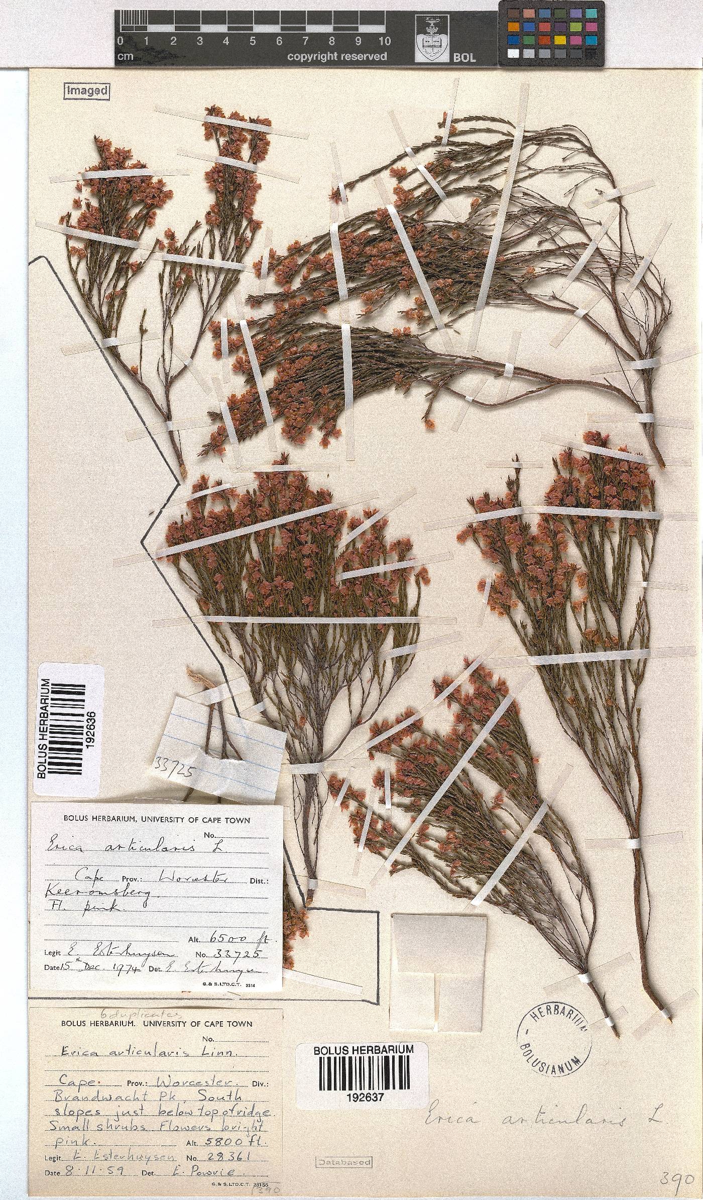 Erica articularis image