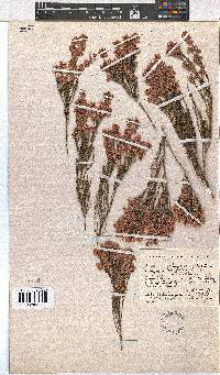 Erica articularis image