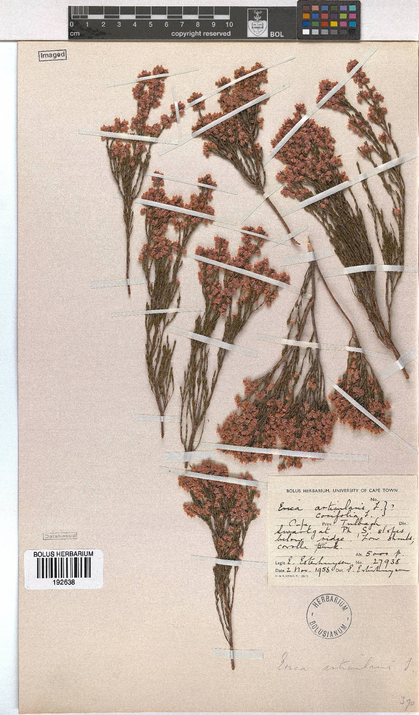 Erica articularis image