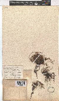 Erica articularis image