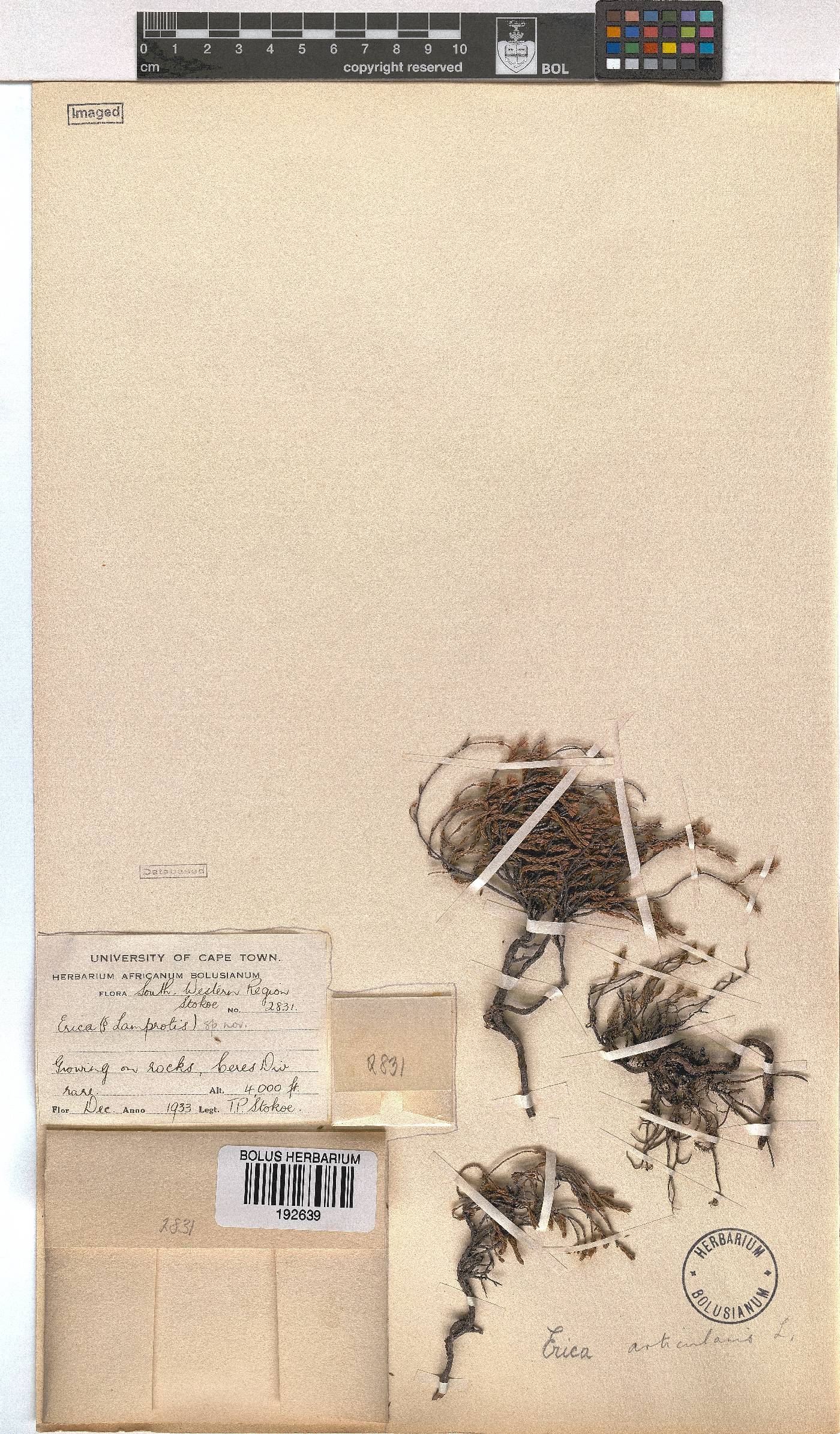 Erica articularis image