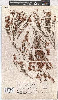 Erica articularis image