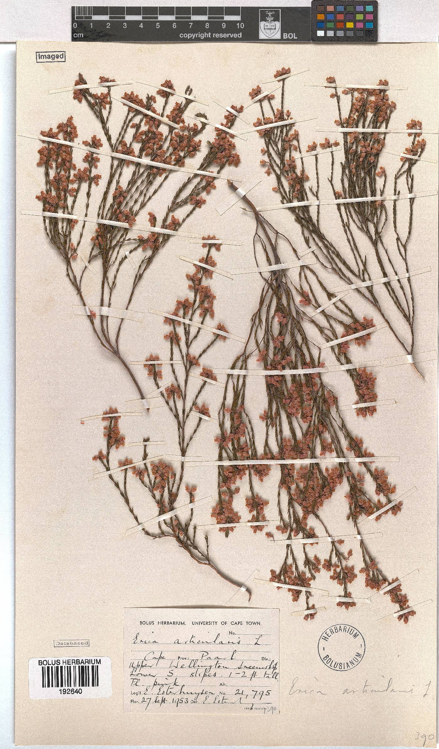 Erica articularis image
