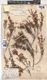 Erica articularis image