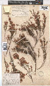 Erica articularis image