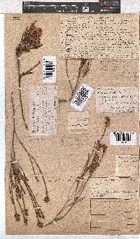 Erica laevigata image