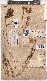 Erica laevigata image