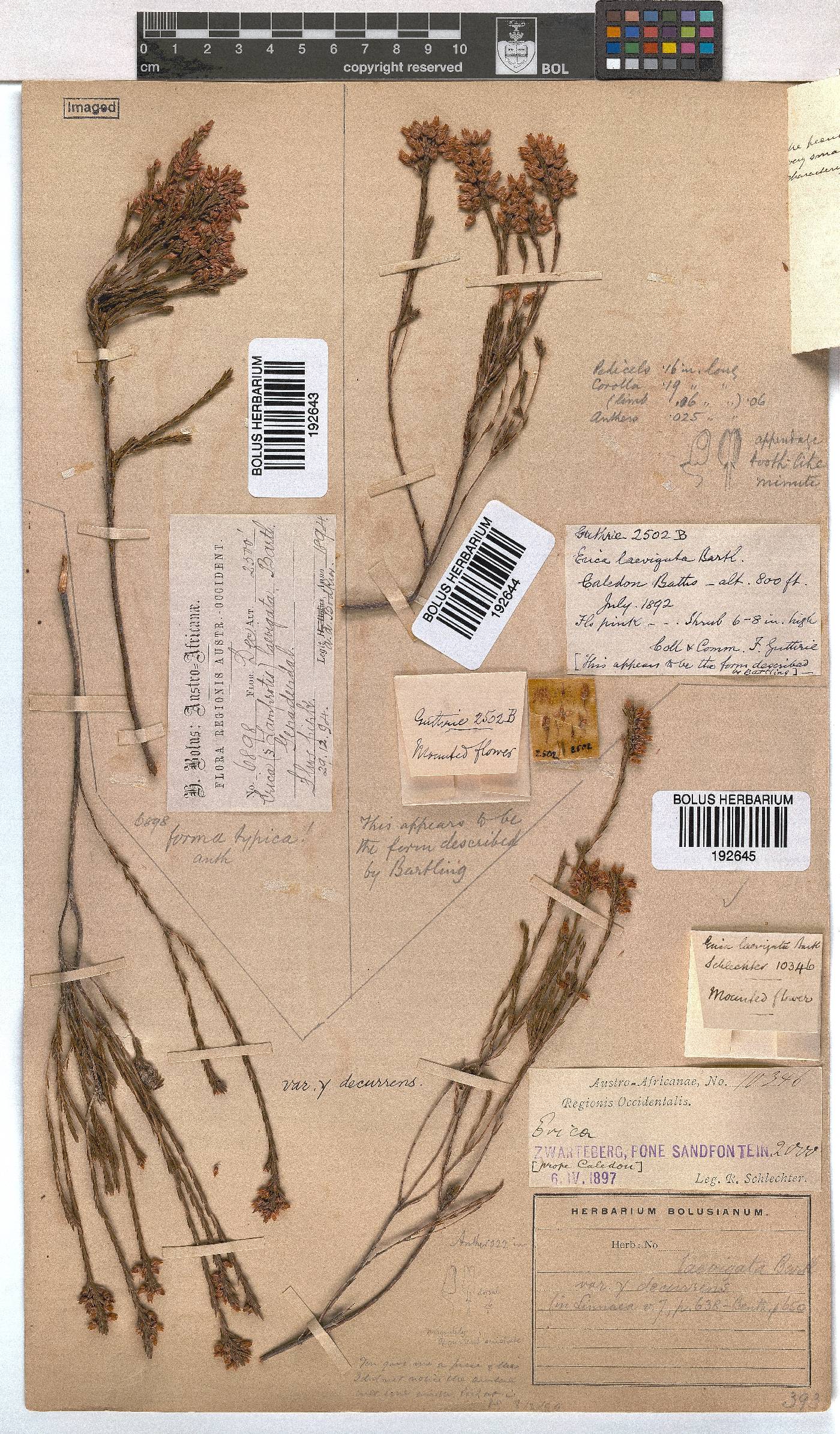 Erica laevigata image