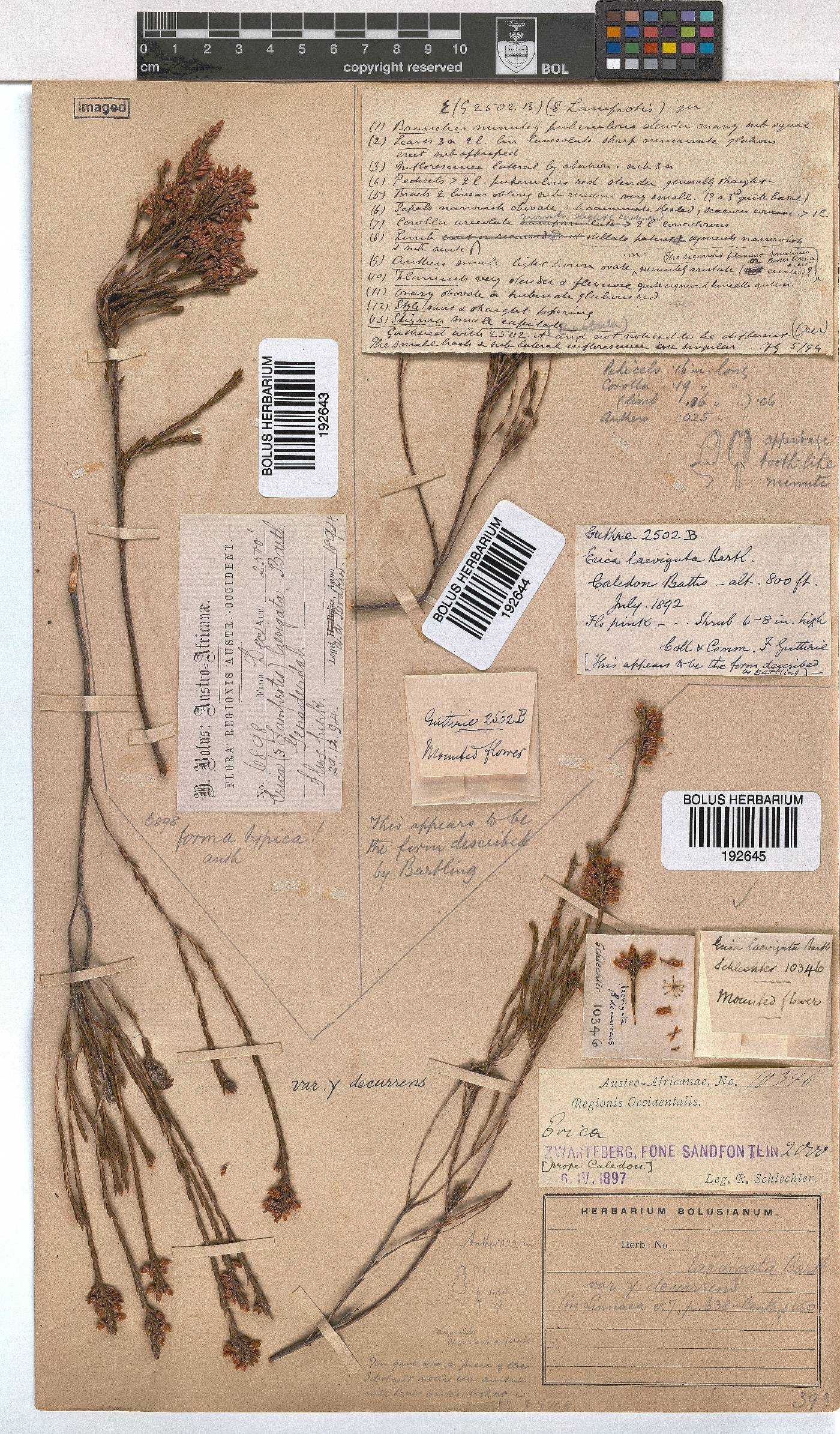 Erica laevigata image