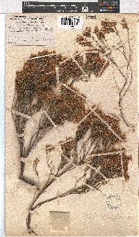 Erica laevigata image