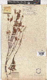 Erica laevigata image