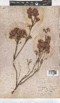 Erica corifolia image