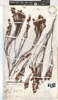 Erica corifolia image