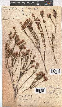 Erica corifolia image