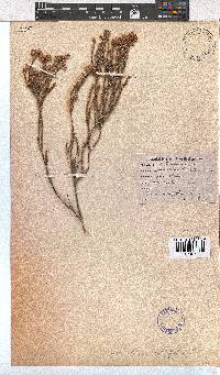 Erica corifolia image