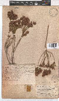 Erica corifolia image