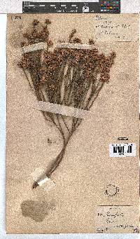 Erica corifolia image