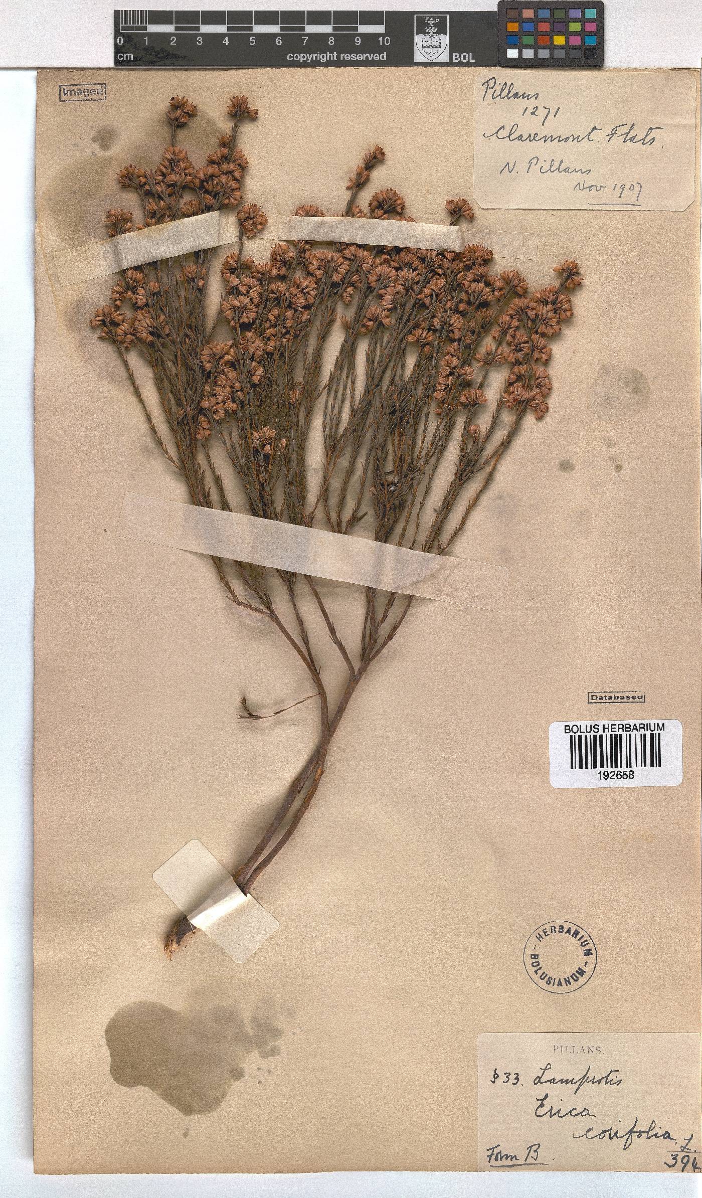 Erica corifolia image