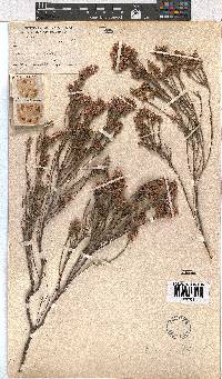 Erica corifolia image