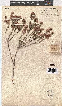 Erica corifolia image