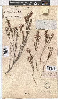 Erica corifolia image