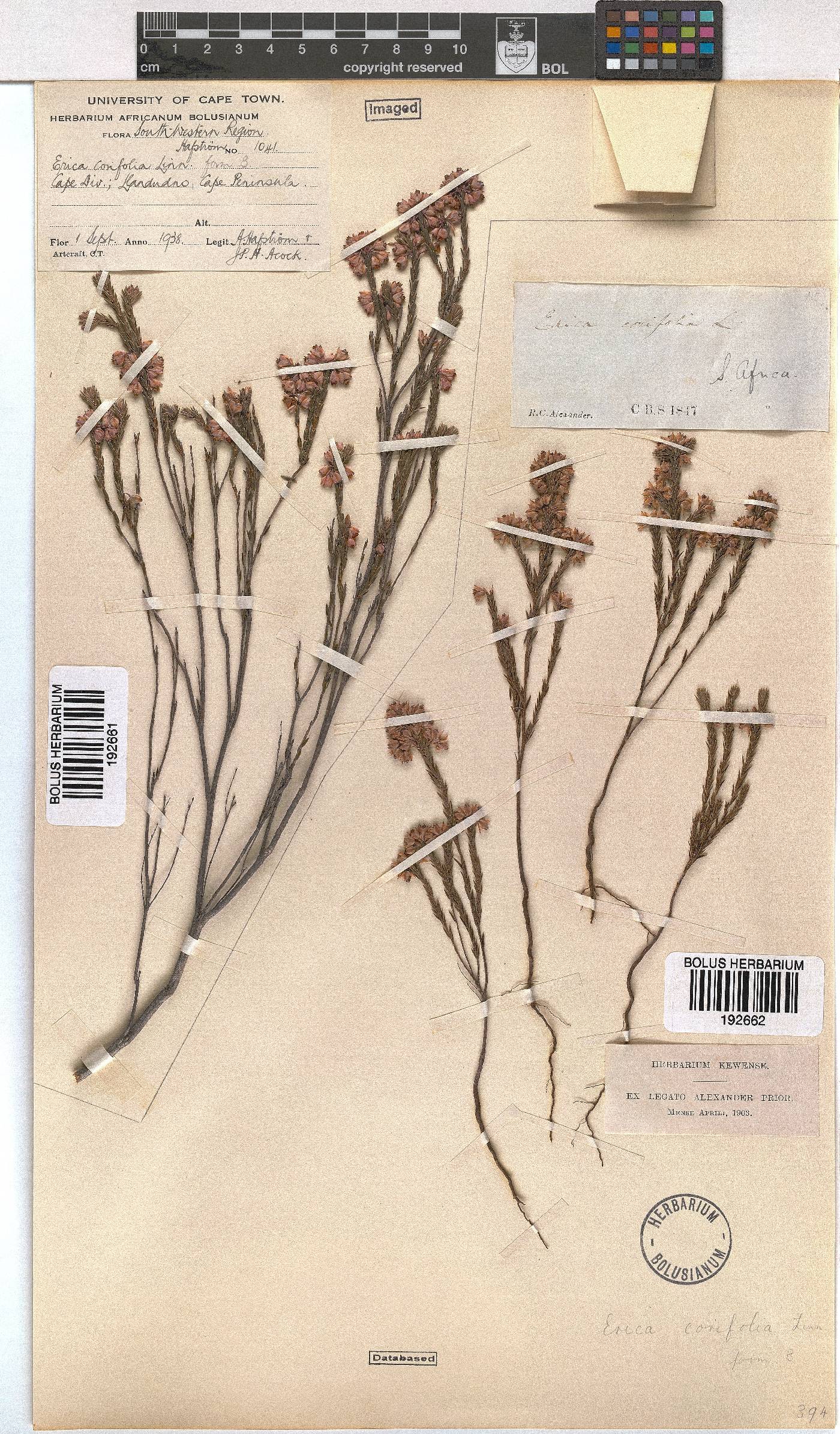 Erica corifolia image