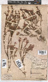 Erica corifolia image