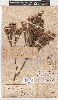 Erica corifolia image