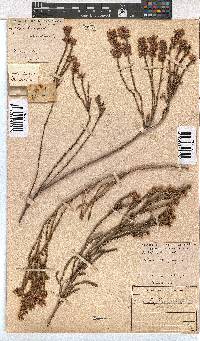 Erica corifolia image