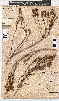 Erica corifolia image