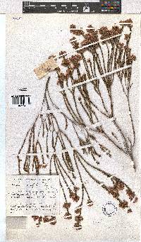 Erica corifolia image