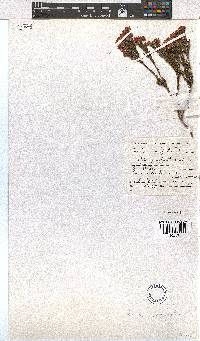 Erica corifolia image