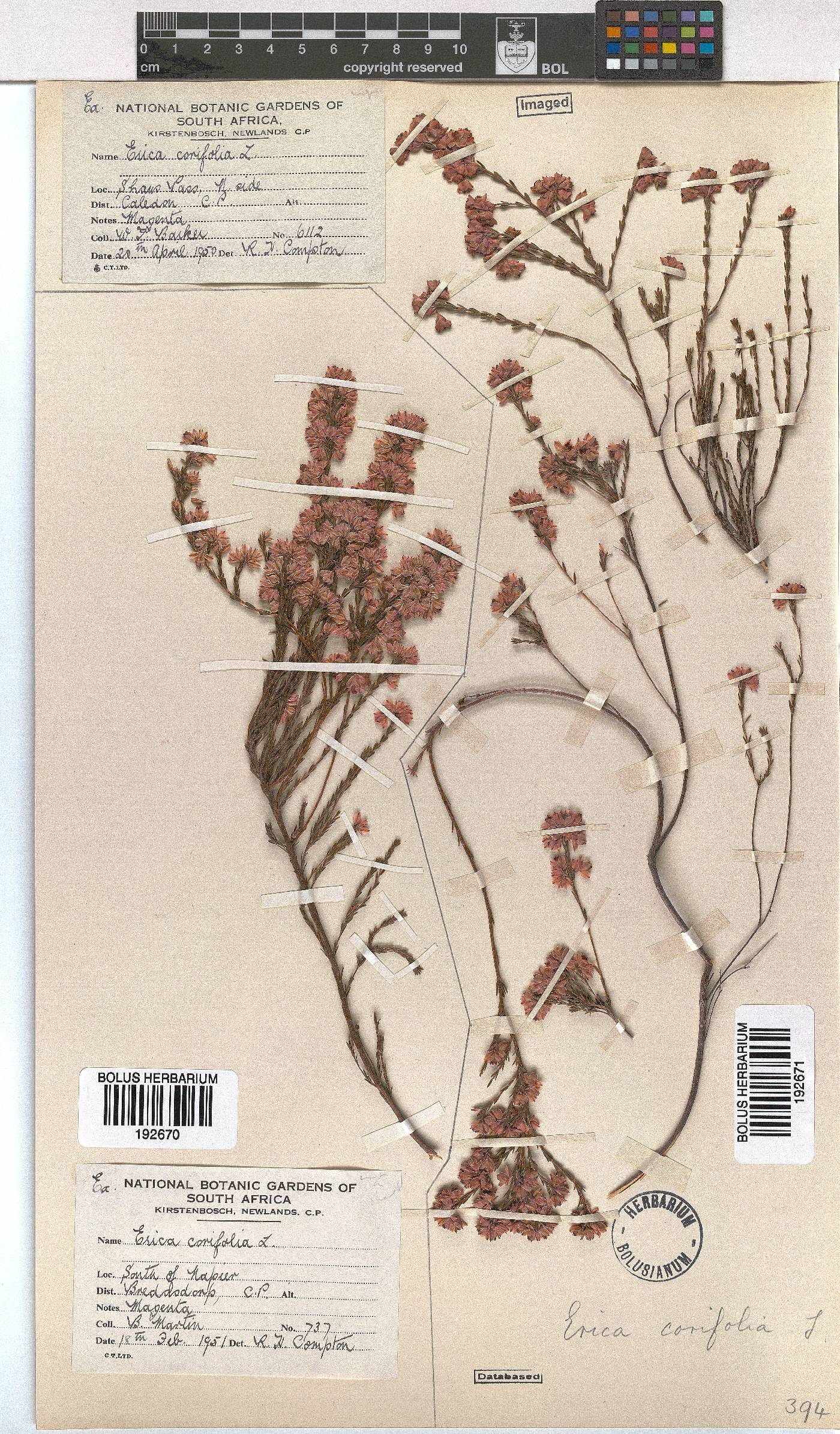 Erica corifolia image