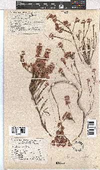 Erica corifolia image