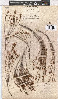 Erica corifolia image